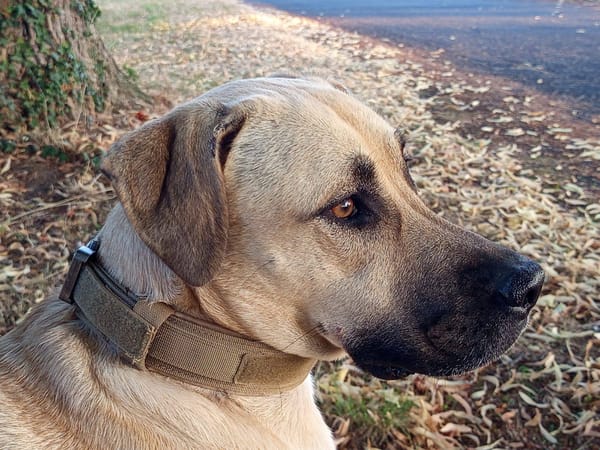 Azzu, femelle croisée Labrador, née le 01/01/2022 🐶