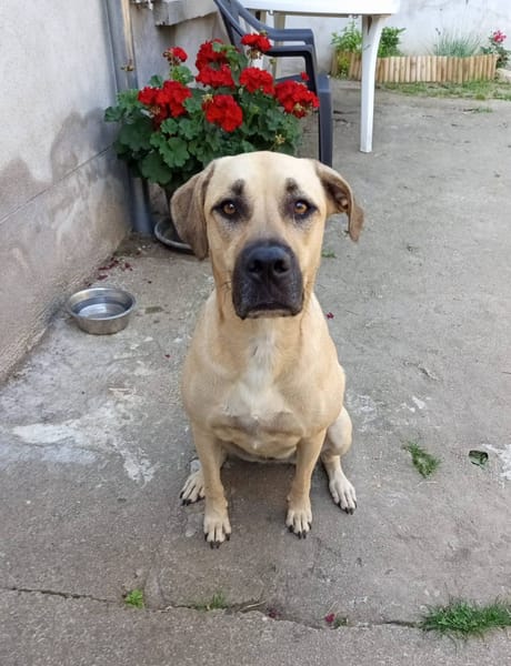 Azzu, femelle croisée Labrador, née le 01/01/2022 🐶