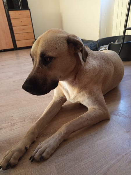 Azzu, femelle croisée Labrador, née le 01/01/2022 🐶