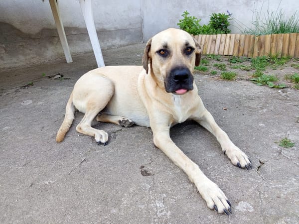 Azzu, femelle croisée Labrador, née le 01/01/2022 🐶