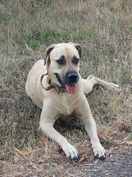 Azzu, femelle croisée Labrador, née le 01/01/2022 🐶
