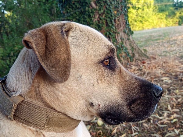 Azzu, femelle croisée Labrador, née le 01/01/2022 🐶