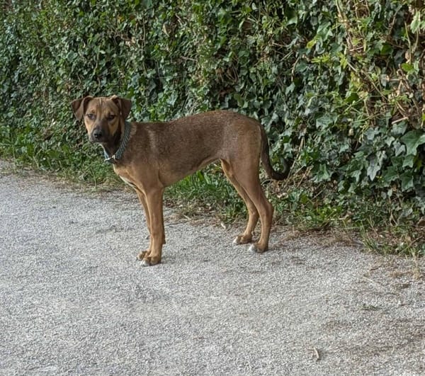 Zia, femelle berger, née le 06/01/2025🐶