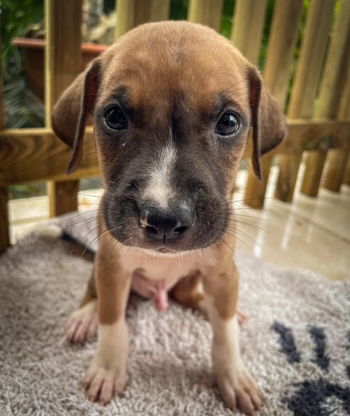 Thorin, mâle croisé berger, né le 15/04/2025  🐶