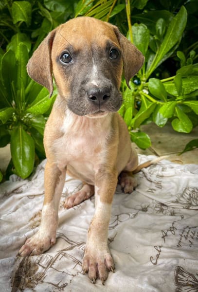Thorin, mâle croisé berger, né le 15/04/2025  🐶