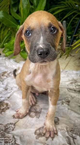 Thorin, mâle croisé berger, né le 15/04/2025  🐶
