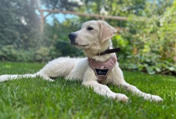 In 85567 auf Pflegestelle: JOY