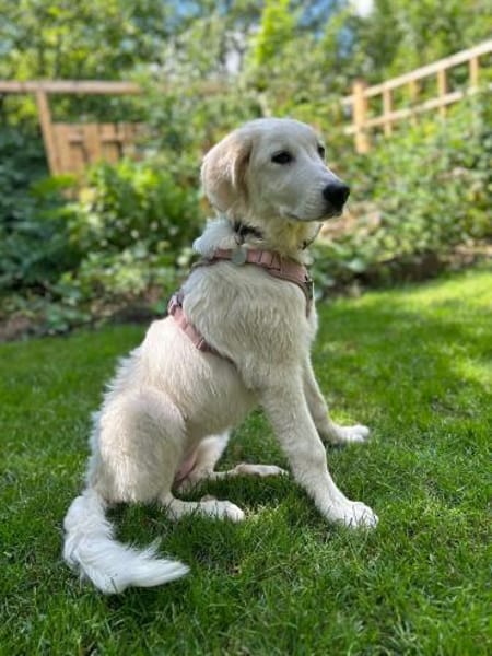 In 85567 auf Pflegestelle: JOY