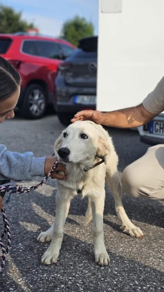 In 85567 auf Pflegestelle: JOY