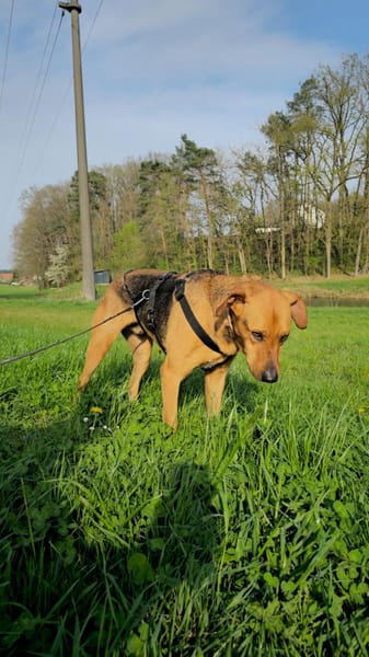 In 90556 auf Pflegestelle: FREDO