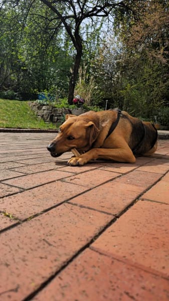 In 90556 auf Pflegestelle: FREDO