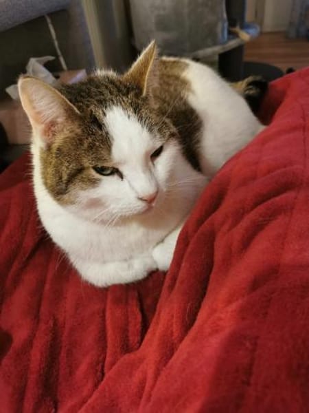 Krümel