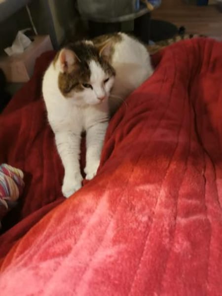 Krümel