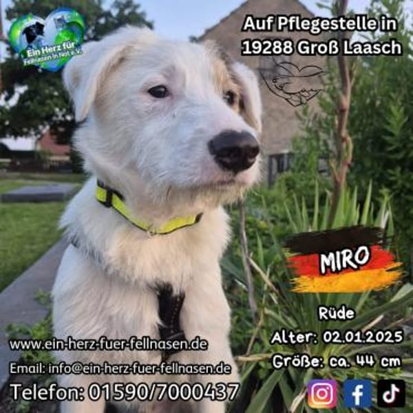 MIRO - willst du mein neuer Freund sein?