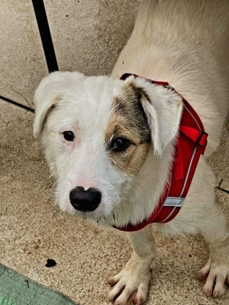 MIRO - willst du mein neuer Freund sein?