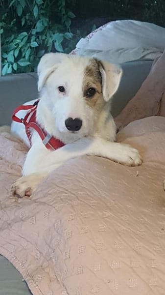 MIRO - willst du mein neuer Freund sein?