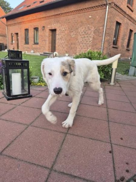 MIRO - willst du mein neuer Freund sein?
