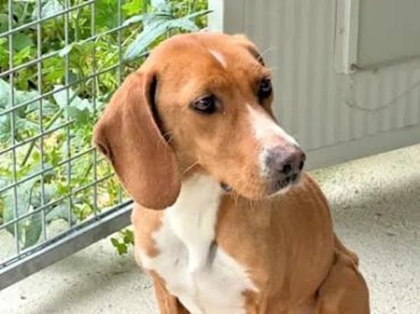 FRANCESCA - auf Pflegestelle in Bayern