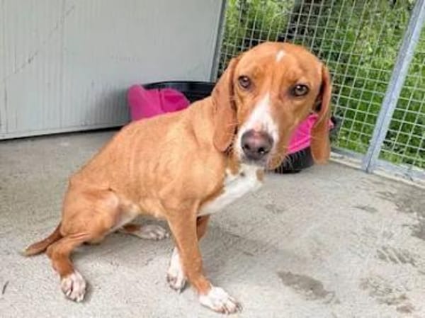 FRANCESCA - auf Pflegestelle in Bayern