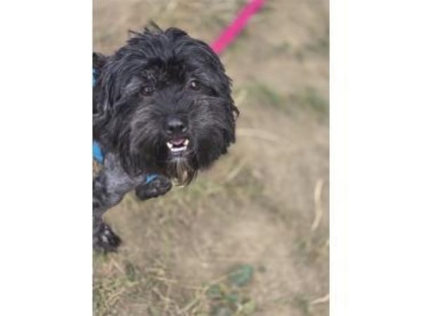 Whoopi - wartet in 97440 Werneck