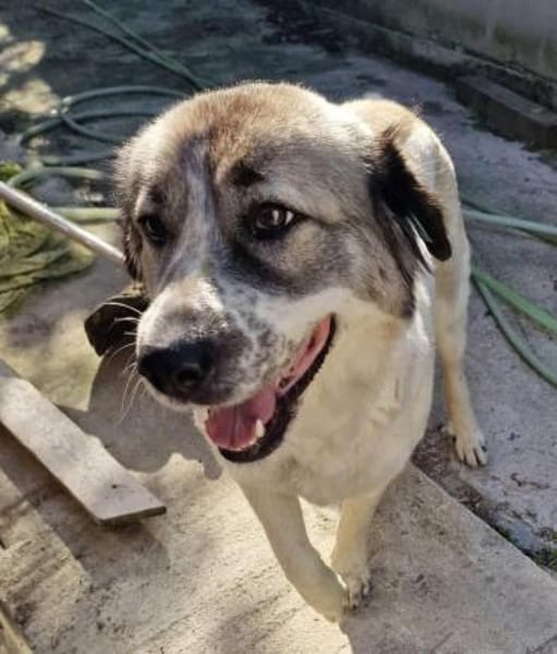 Luna sucht Dich