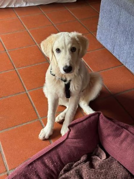 In 81675 auf Pflegestelle: NAILA