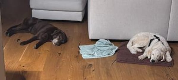 In 81675 auf Pflegestelle: NAILA