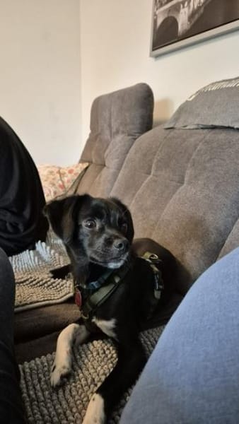 LUPI * zarter Jüngling