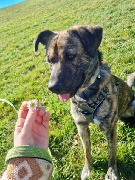 GARDI-BUDDY - zurück ins Leben