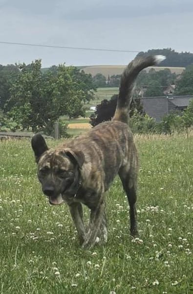 GARDI-BUDDY - zurück ins Leben