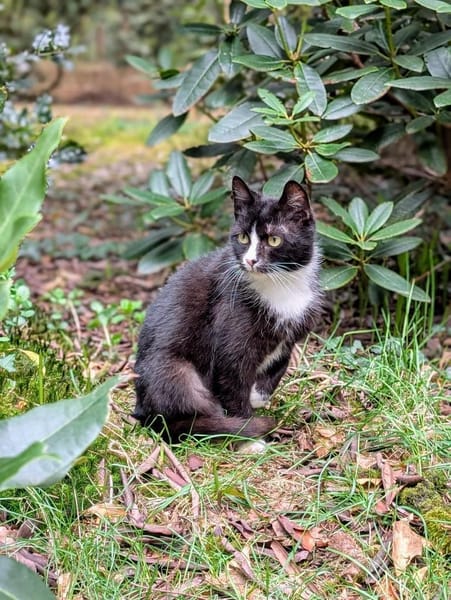 Luisa - kleine Streunerin mit großem ❤