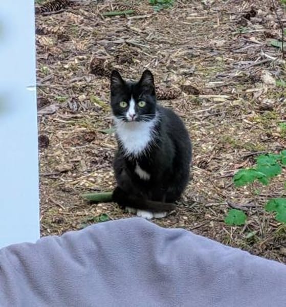 Luisa - kleine Streunerin mit großem ❤