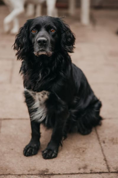 Rambo