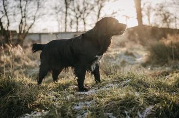 Rambo