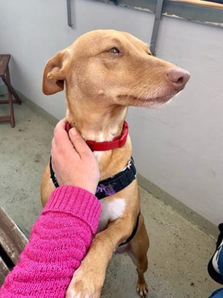 Lola, Herzenshündin in Berlin