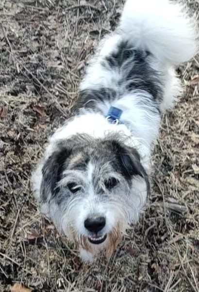 Tobi - backen wir uns einen Hund