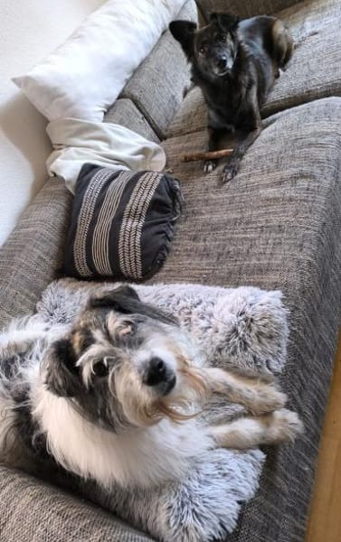 Tobi - backen wir uns einen Hund