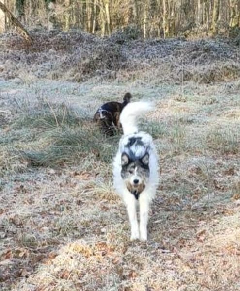 Tobi - backen wir uns einen Hund