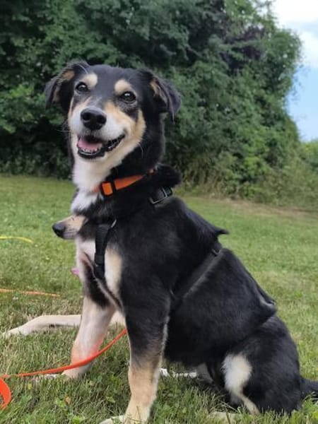 Perla