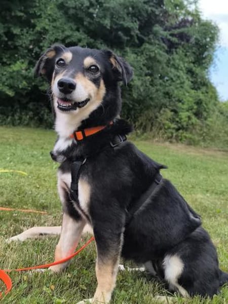 Perla