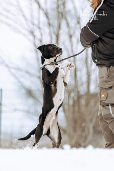 Ikem ein sportlicher Familienhund