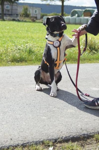 Ikem ein sportlicher Familienhund