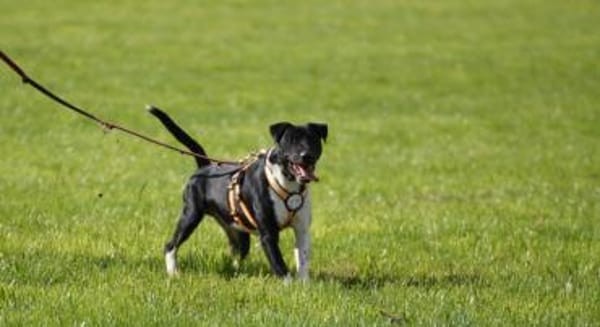 Ikem ein sportlicher Familienhund
