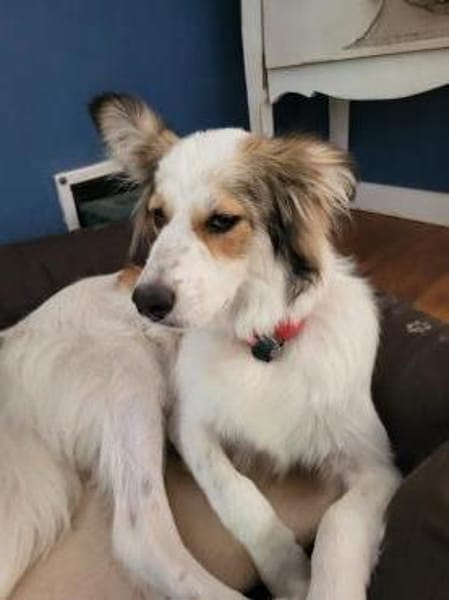Sanfte Loly, ein Traumhund