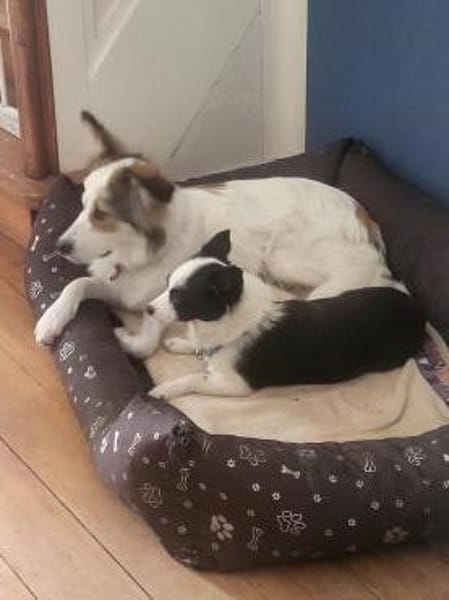 Sanfte Loly, ein Traumhund
