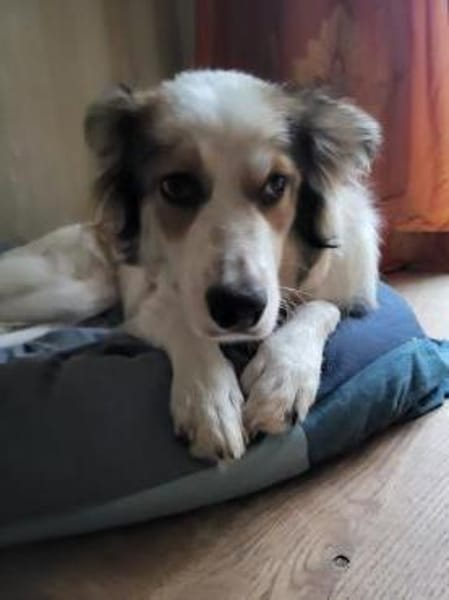 Sanfte Loly, ein Traumhund