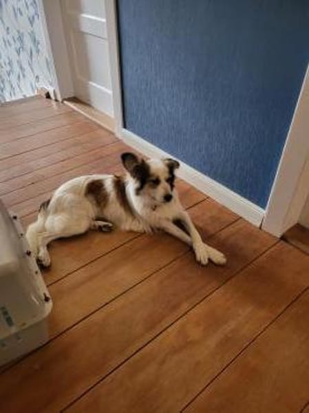 Sanfte Loly, ein Traumhund