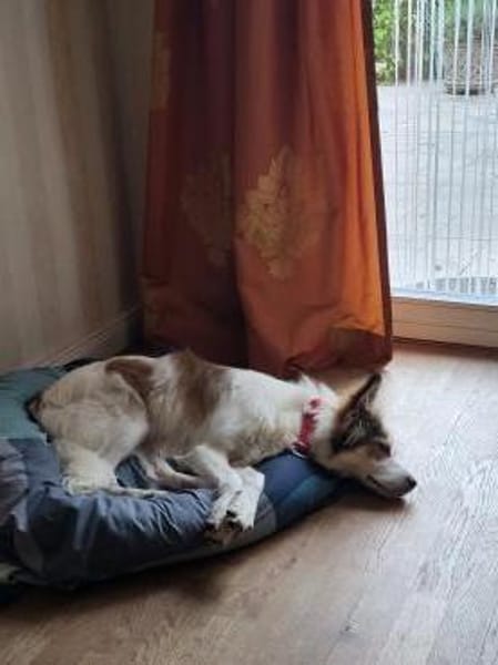 Sanfte Loly, ein Traumhund