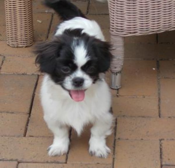 Barney in 47551 Bedburg-Hau !