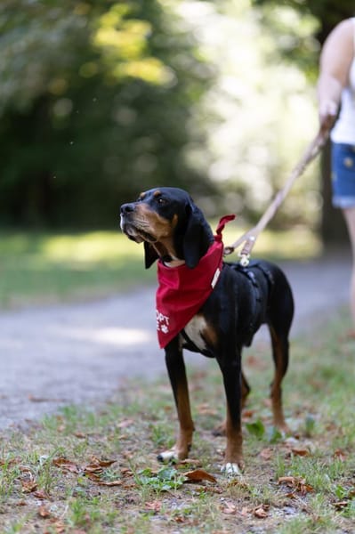 Liebevoller Jack sucht Dich